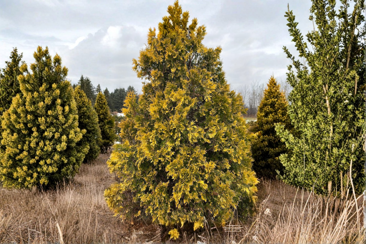 Sunkist Arborvitae Live Plant Quart Pot | Golden Yellow Foliage | Thuja occidentalis ‘Sunkist’ Evergreen Shrub