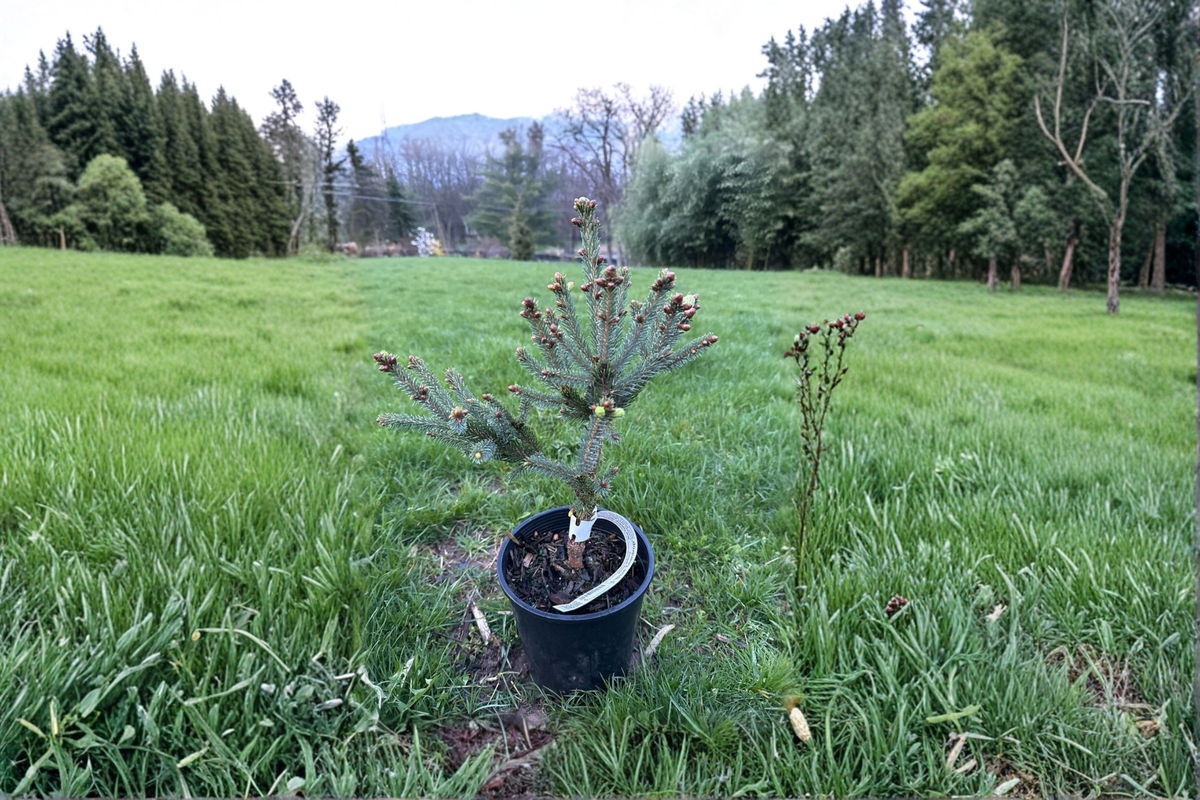 Blue Teardrop White Spruce Live Plant 10 Inch in 1-Gallon Pot, Picea glauca, Evergreen Conifer for Small Gardens & Containers
