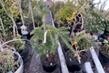 Weeping Silver Fir Live Plant 1 Gallon Pot, Abies alba ‘Pendula’, Evergreen Tree, Cascading Conifer, Ornamental Garden Plant