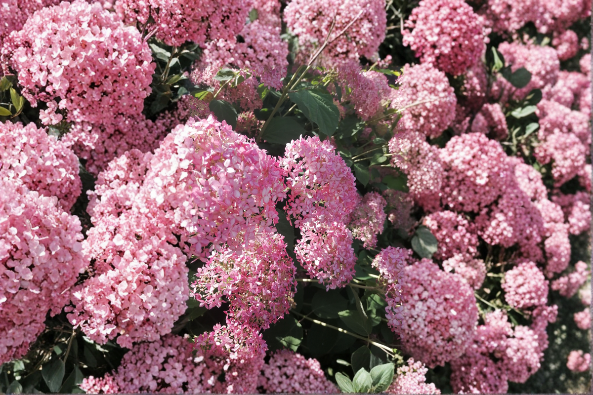 Pink Diamond Hydrangea Live Plants - 2 Rooted Starters in 1 Qt Pots, Hydrangea paniculata 'Interhydia' Pink & White Flowers