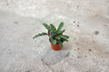 Calathea Rattlesnake Live Plant | 2 Inch Pot | Tropical Prayer Plant with Wavy Dark Markings | Calathea lancifolia Indoor Houseplant
