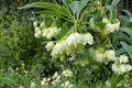 White Redvein Enkianthus ‘Albiflorus’ Live Plant, 2 Gallon, Flowering Shrub, Enkianthus campanulatus Garden Plant