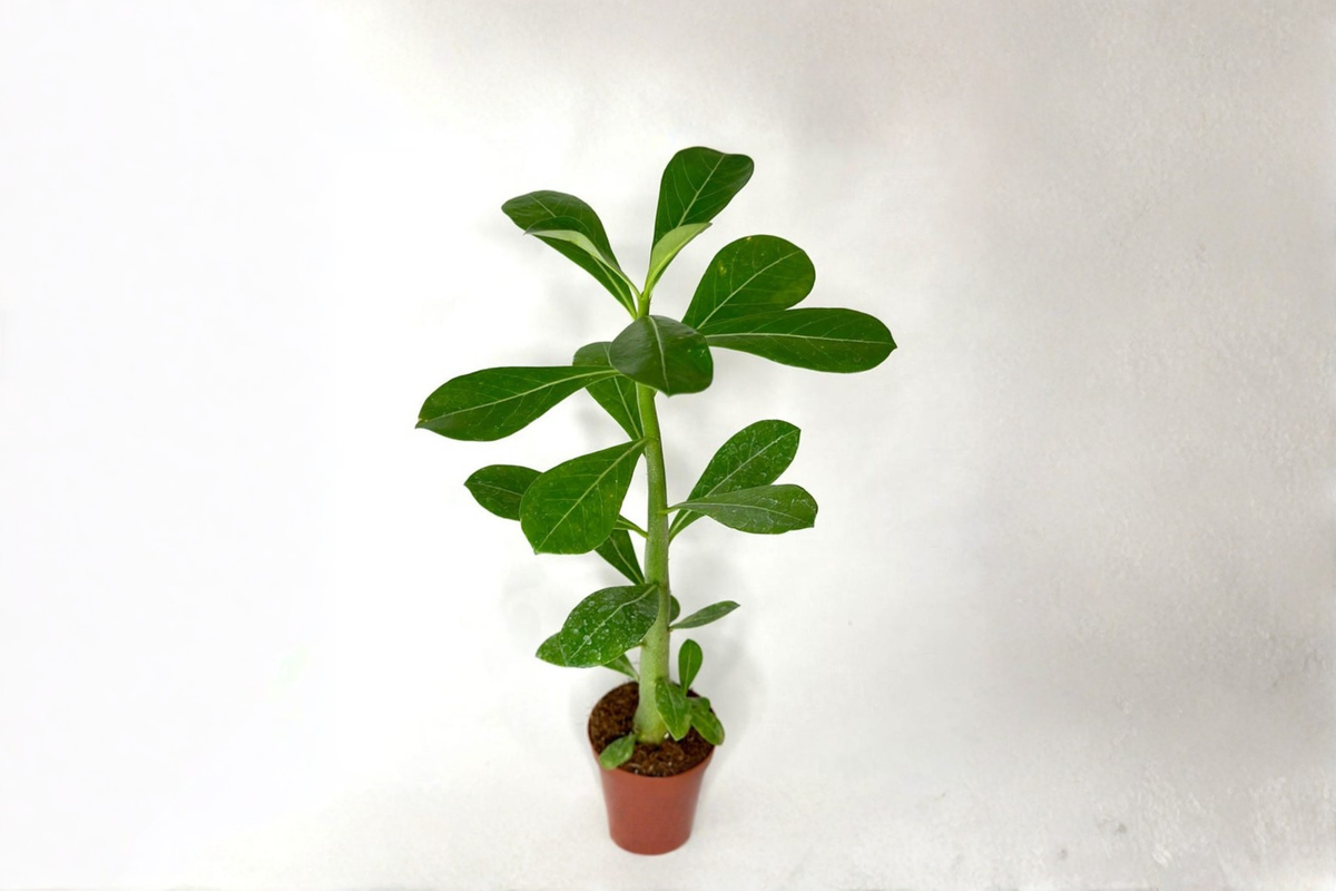 Live Desert Rose Plant in 4-Inch Pot, Adenium Obesum, Blooming Succulent, Caudex Houseplant
