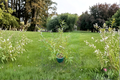 Japanese Fantail Willow ‘Sekka’ Live Plant 2 Gallon Salix sachalinensis Ornamental Shrub Curled Branches