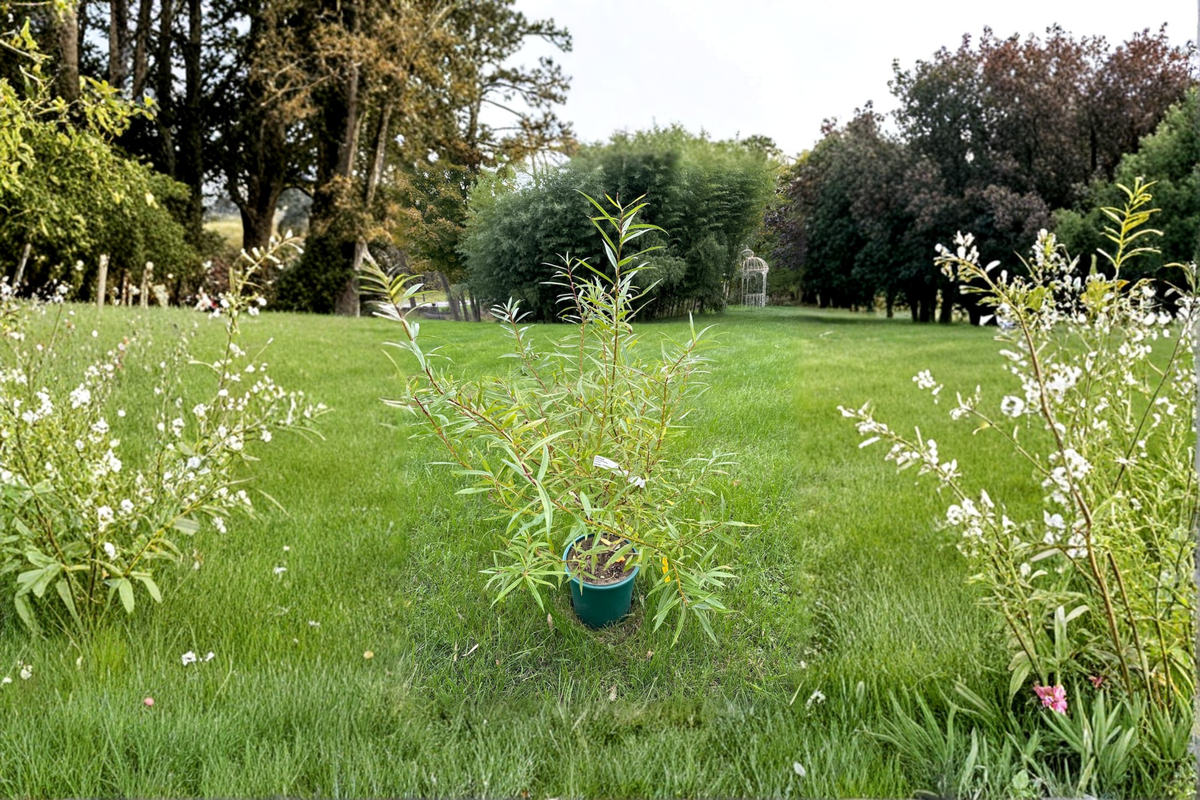 Japanese Fantail Willow ‘Sekka’ Live Plant 2 Gallon Salix sachalinensis Ornamental Shrub Curled Branches
