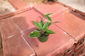 Hoya Macrophylla Variegata Live Plant – Variegated Tropical Houseplant in 4 Inch Pot, Climbing or Trailing Foliage