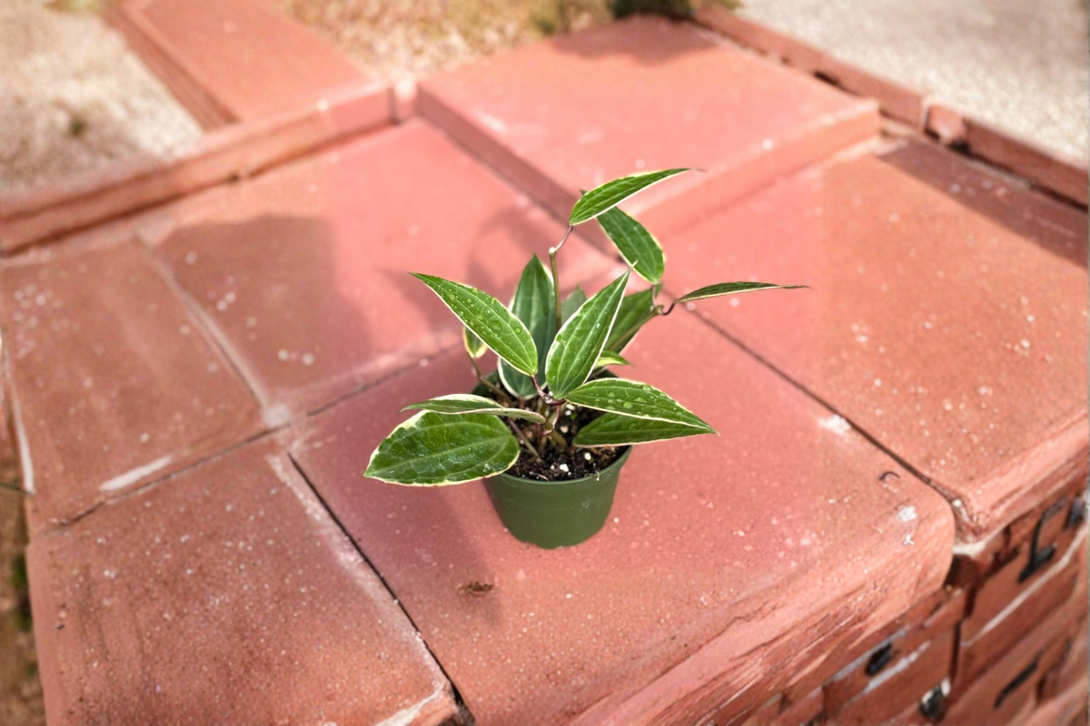 Hoya Macrophylla Variegata Live Plant – Variegated Tropical Houseplant in 4 Inch Pot, Climbing or Trailing Foliage
