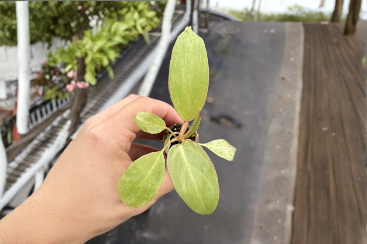 Philodendron Paraiso Verde Live Plant, Rare Variegated Tropical Houseplant in 2-Inch Pot