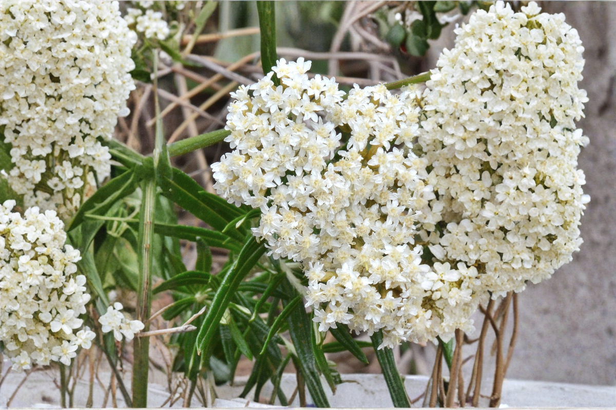 Asclepias Ice Ballet Live Plants – 3 Rooted Perennial Starter Plants in 1 Qt Pots, White Swamp Milkweed for Garden Beds & Borders
