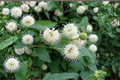 Buttonbush Native Plant 1 Gallon – Cephalanthus occidentalis White Flowering Shrub for Garden & Pond Edge