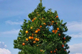 Succari Sweet Egyptian Orange Tree Live Plant, 1 Gallon Citrus Fruit Tree for Container Gardens, Evergreen Citrus, Citrus sinensis