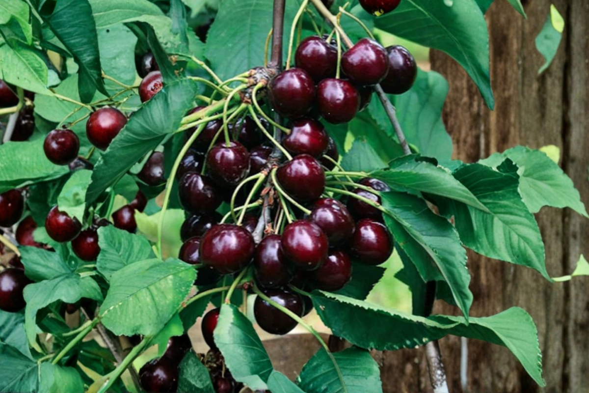 Black Cherry Fruit Tree Seeds – Prunus serotina, 6 Pack for Indoor & Outdoor Planting, Edible Garden, Container, Backyard