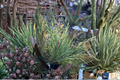 Cesarini Variegated Japanese Red Pine Live Plant – 12 Inch Evergreen Conifer in 1-Gallon Pot – Pinus densiflora Ornamental Tree