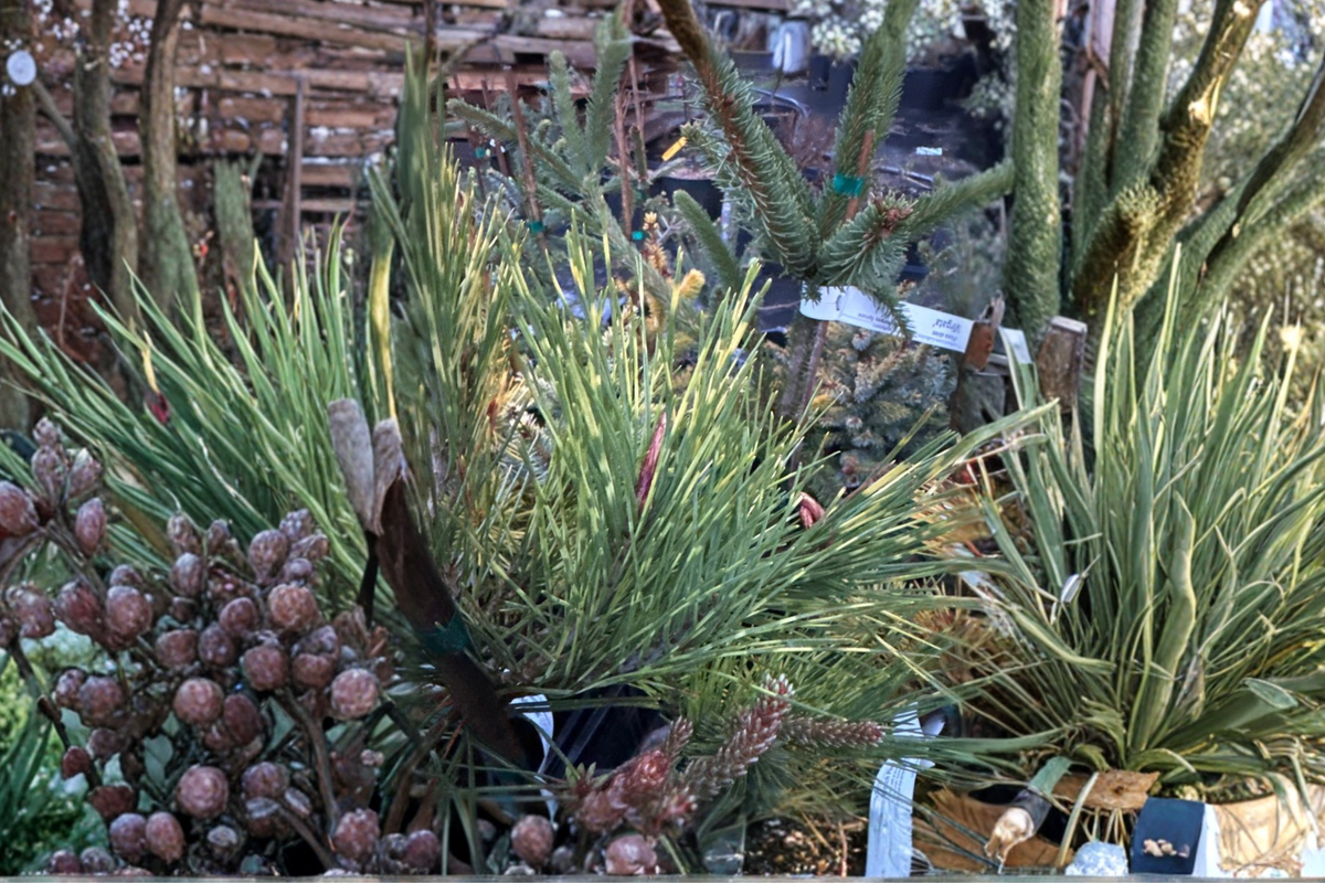 Cesarini Variegated Japanese Red Pine Live Plant – 12 Inch Evergreen Conifer in 1-Gallon Pot – Pinus densiflora Ornamental Tree