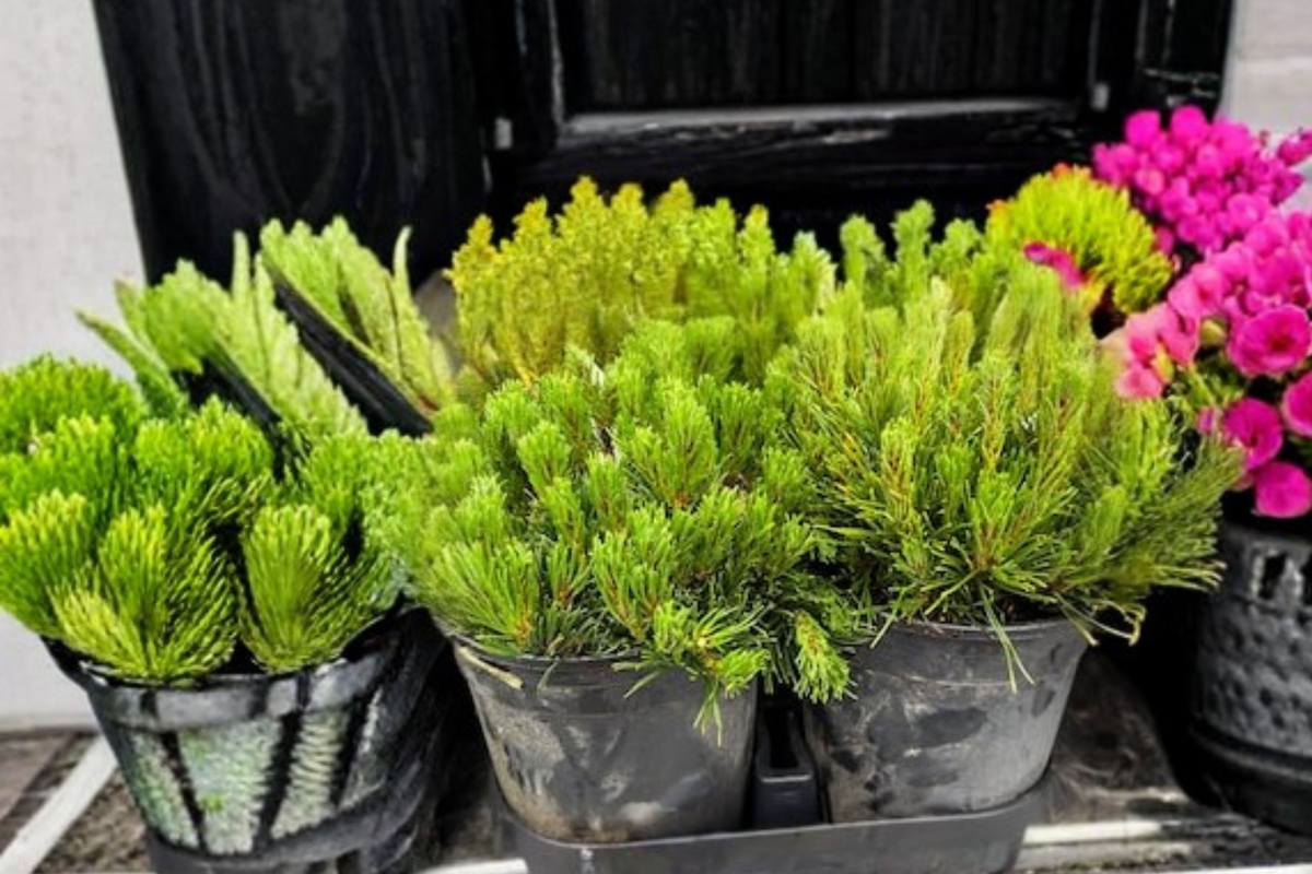 Live Pine Plant – 10 Inch Limber Pine (Pinus flexilis) Evergreen Tree in 1-Gallon Pot
