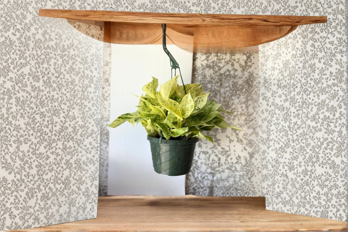 Pothos Snow Queen Live Plant, Variegated Hanging Indoor Houseplant, Epipremnum aureum, Trailing Tropical Foliage