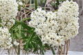 Ice Ballet Milkweed Live Plants – 3 Rooted Starters in 1 Qt Pots, White Perennial Flowers, Asclepias incarnata