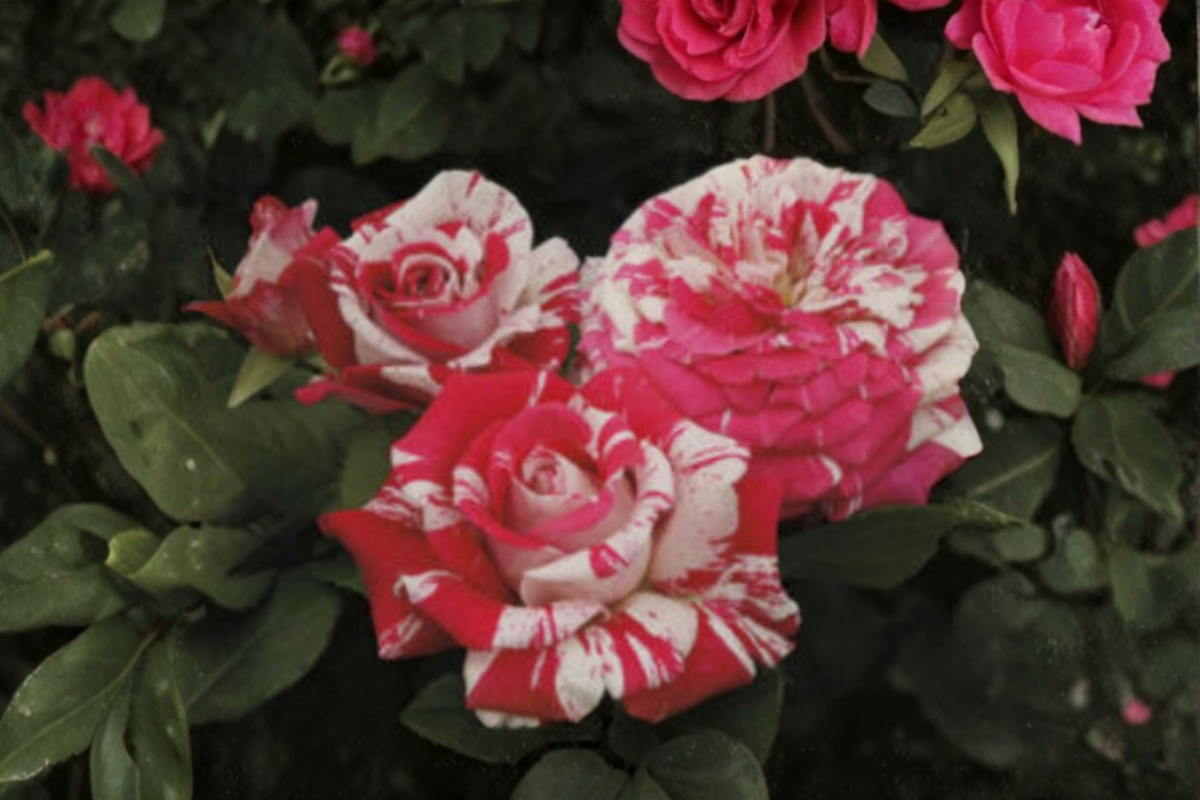 Pink Dragon Rose Seeds – Fragrant Pink Flowering Shrub Seeds for Garden, Patio & Landscape, Rosa sp.
