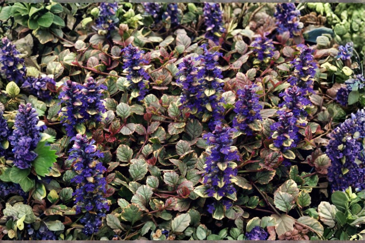Ajuga 'Burgundy Glow' Live Starter Plant – Ground Cover, Variegated Foliage, Blue Flowers – Ajuga reptans, 2.5 x 3.5-inch Pot