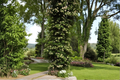 Climbing Hydrangea Live Plant – 1 Gallon Pot, White Lacecap Flowers, Shade Tolerant, Hydrangea anomala petiolaris Vine for Walls & Fences