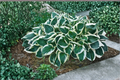 Hosta ‘Minuteman’ Live Plant, 3-Inch Pot, Variegated Shade Perennial with White Edged Leaves