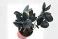 Black ZZ Plant Live Raven ZZ Indoor Houseplant - Easy Care, Low Light, Rooted Starter, Dark Foliage, Zamioculcas zamiifolia