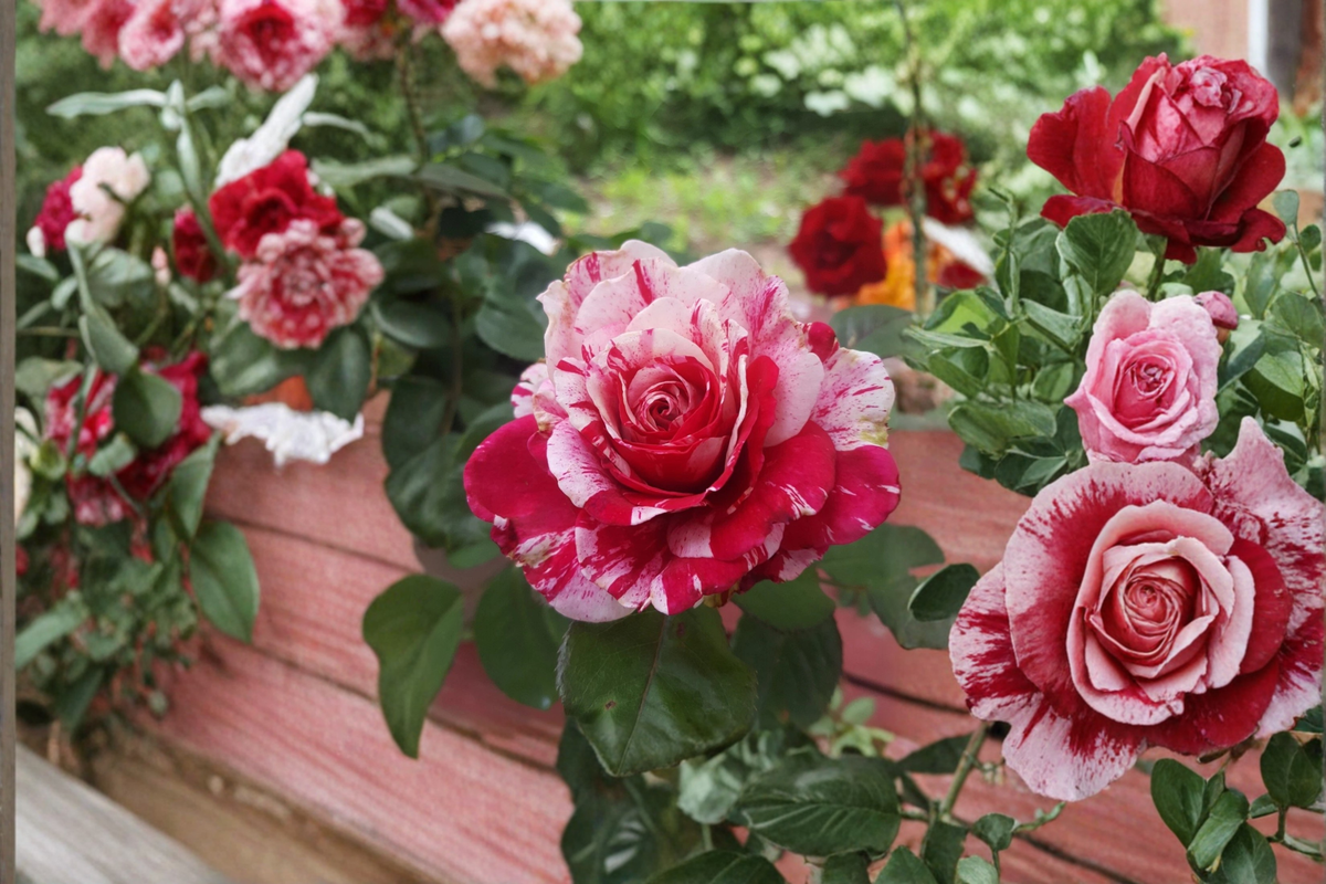 Scentimental Floribunda Rose Plant – 1 Gallon Live Bush with Red and White Striped Double Blooms, Repeat Flowering, Full Sun Rose (Rosa hybrid)