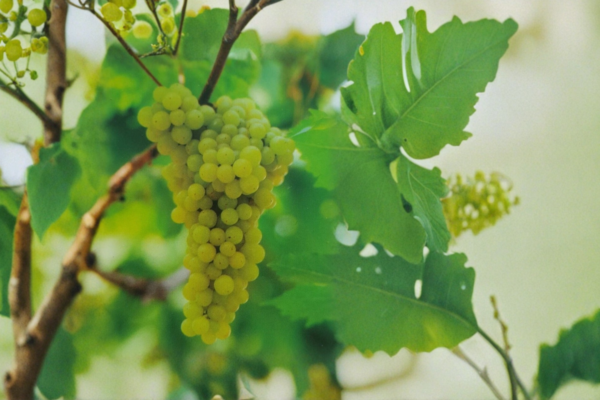 Thompson Seedless Grape Vine 3 Gallon Live Plant, White Table Grape Vine for Garden Trellis Outdoor, Vitis vinifera