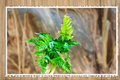 Autumn Fern Live Plant, Indoor Fern, Copper and Green Foliage, Dryopteris erythrosora, Low Maintenance Houseplant