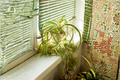 Bonnie Curly Spider Plant Live Plant in 2-Inch Pot, Chlorophytum comosum 'Bonnie' - Compact Indoor Houseplant