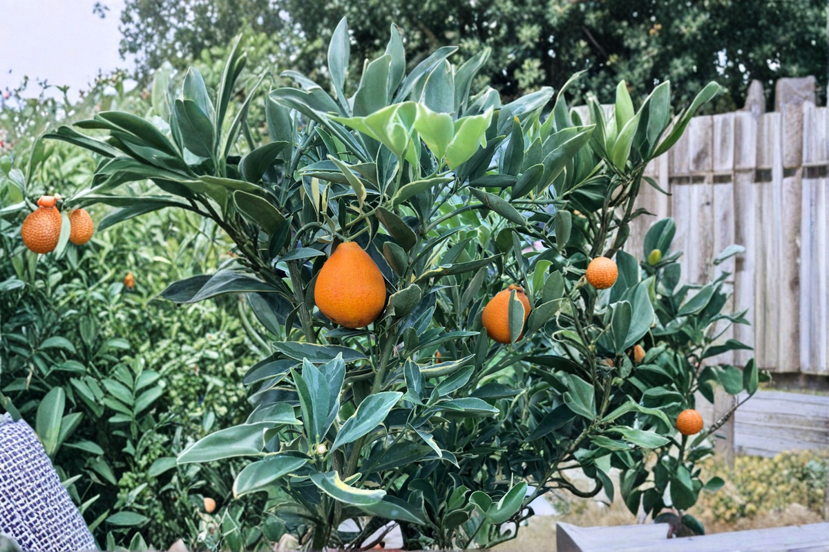Centennial Variegated Kumquat Tree Live Plant in 5 Gallon Pot, Grafted Citrus Tree for Patio, Garden, Container, Ornamental Fruit