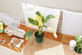 Monstera Lechleriana Albo Live Plant, Variegated Tropical Houseplant, Climbing Foliage, Rare Indoor Greenery, Gift