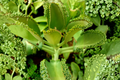 Leaf of Life Live Plant 4-Inch Pot – Kalanchoe pinnata Succulent for Indoor & Outdoor Containers