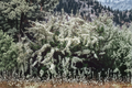 Snowmound Spirea Live Plant 4-Inch Pot, White Spring Flowers, Deciduous Shrub, Spiraea nipponica
