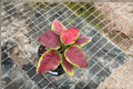 Aglaonema Pink Emerald Live Houseplant – Tropical Foliage, Indoor or Outdoor, Beginner-Friendly, Chinese Evergreen, Gift Plant