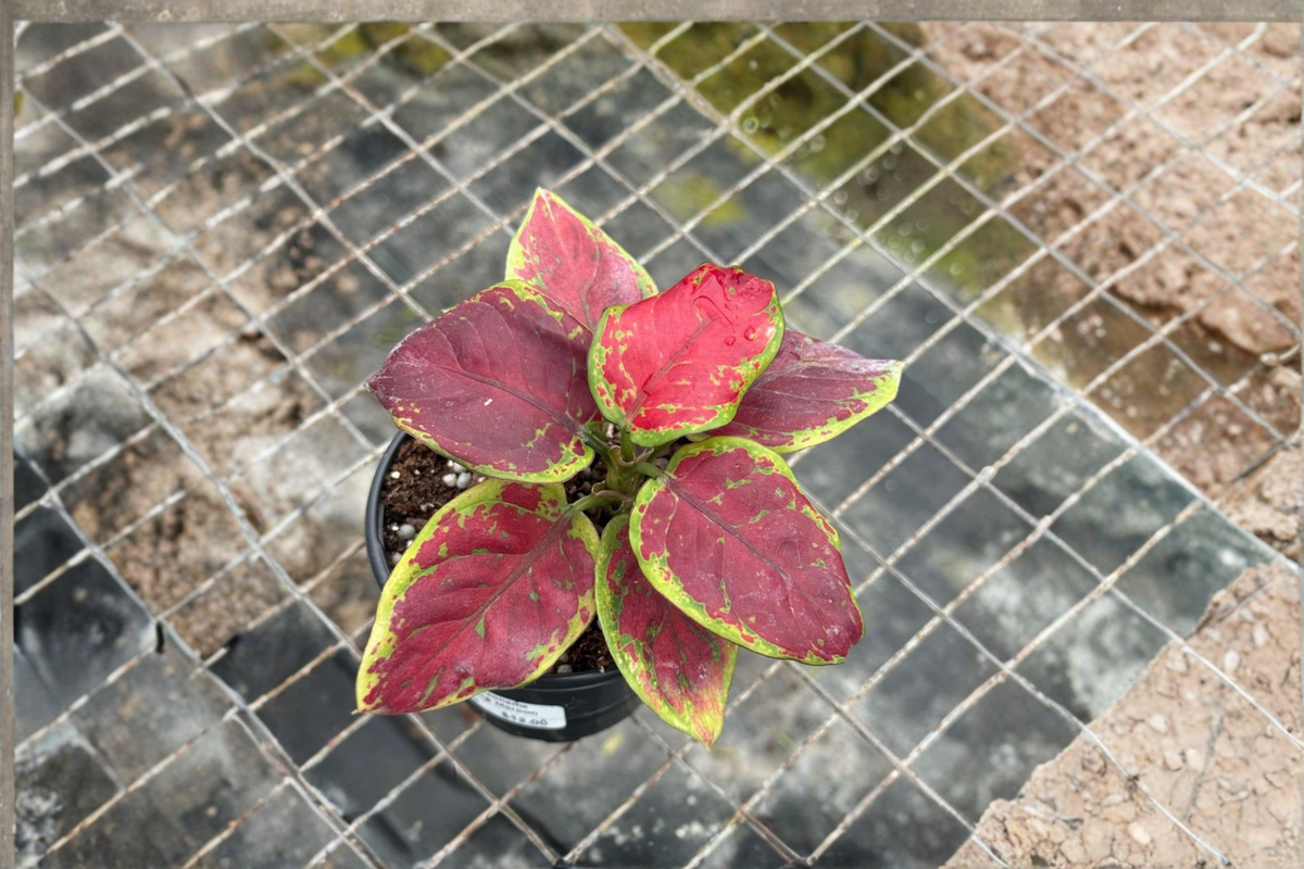Aglaonema Pink Emerald Live Houseplant – Tropical Foliage, Indoor or Outdoor, Beginner-Friendly, Chinese Evergreen, Gift Plant