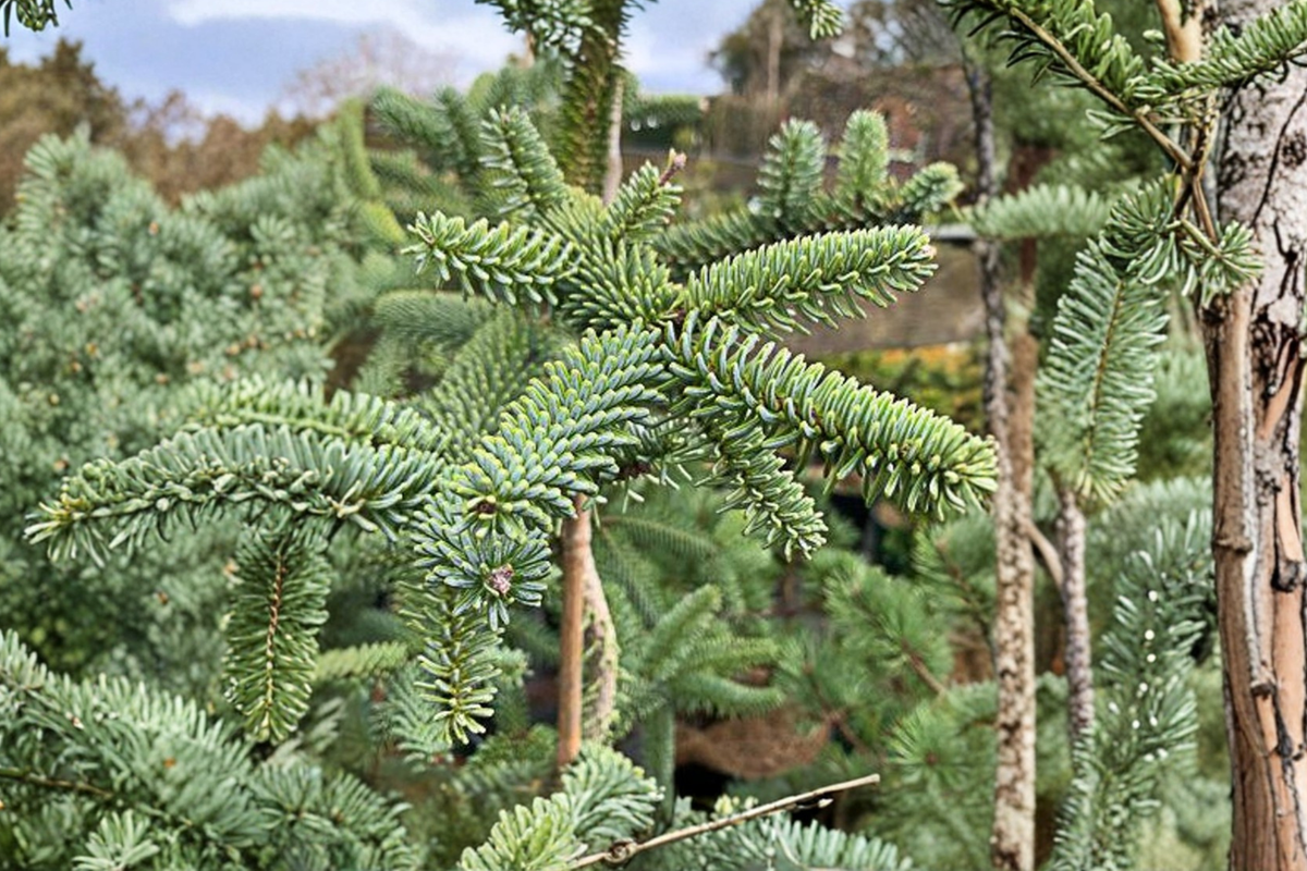 Spanish Fir Kelleris Live Plant – 12 Inch Blue Evergreen Conifer for Garden Landscape, Abies pinsapo
