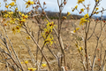 Early Bird Witch Hazel Live Plant – 15 Inch Grafted Yellow Winter Bloom Shrub Hamamelis x intermedia