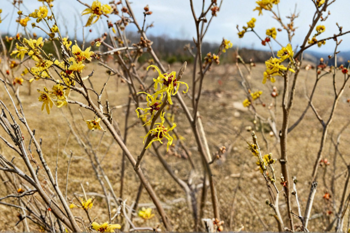 Early Bird Witch Hazel Live Plant – 15 Inch Grafted Yellow Winter Bloom Shrub Hamamelis x intermedia