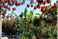 Crabapple Tree Live Plant 4-6 Ft Dolgo Malus ‘Dolgo’ Ornamental Fruit Tree for Garden Landscape