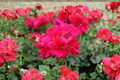 Double Bright Pink Geranium Cuttings – 4 Unrooted Pelargonium Flowering Plant Clippings for Garden & Container