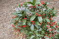 Nellie R. Stevens Holly Live Plant 12 Inch 1 Gallon Pot Evergreen Privacy Hedge with Red Berries Ilex × ‘Nellie R. Stevens’