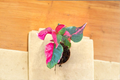 Alternanthera Party Time Live Plant, Pink & Green Foliage, Starter Cutting, Indoor Outdoor Ornamental Houseplant, Alternanthera ficoidea