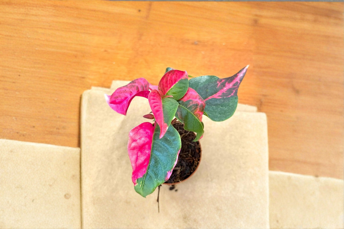 Alternanthera Party Time Live Plant, Pink & Green Foliage, Starter Cutting, Indoor Outdoor Ornamental Houseplant, Alternanthera ficoidea