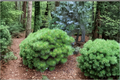 Japanese Red Pine Live Plant – 10 Inch Tall, Evergreen Bonsai Tree, Pinus densiflora, 1 Gallon Pot