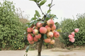 Dwarf Gala Apple Tree Seeds – Compact Malus domestica for Home Garden, Container Growing, Rare Apple Variety, 10 Seeds