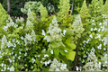 Hydrangea paniculata ‘Kyushu’ 1 Gallon Live Plant – White Panicle Flowering Shrub for Garden Landscape