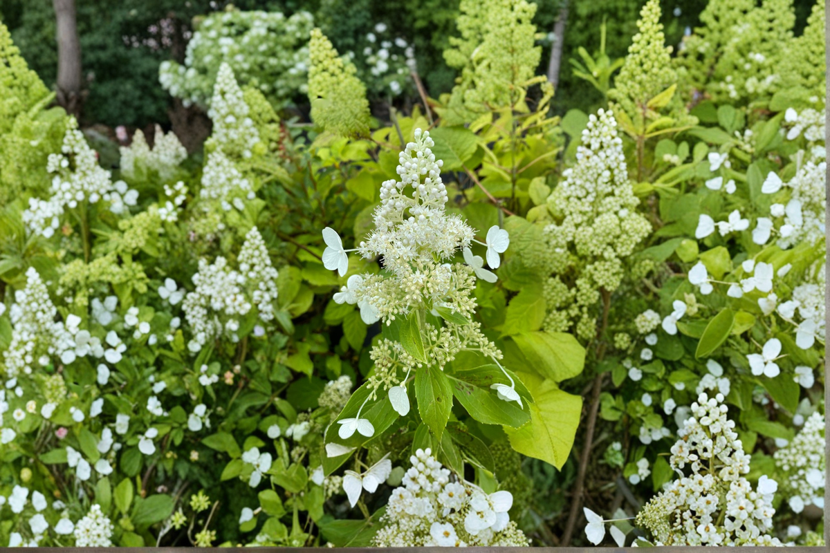 Hydrangea paniculata ‘Kyushu’ 1 Gallon Live Plant – White Panicle Shrub for Summer Garden Landscape
