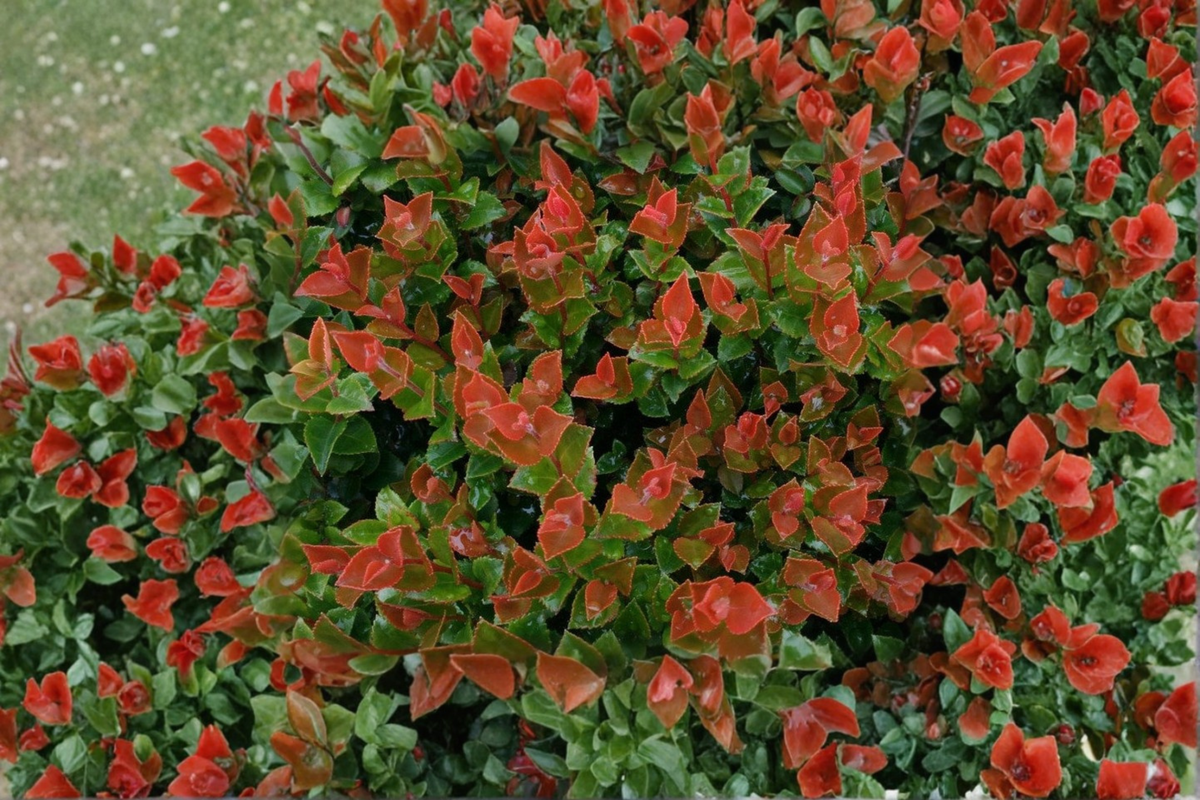 Scarlet Ovation Evergreen Huckleberry Live Plant 1 Gallon Pot Bushy Shrub, Vaccinium ovatum, Ornamental Garden Plant