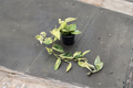 Scindapsus Marble Queen Live Plant 4 Inch Rooted Satin Pothos Indoor Houseplant Variegated Foliage